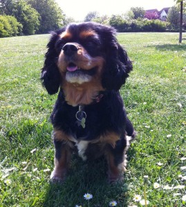 chewie