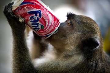 monkey-fizzy-drink