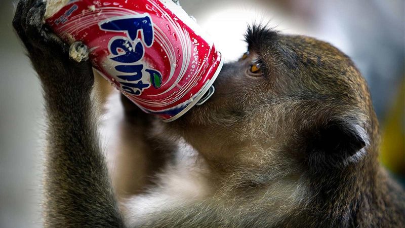 monkey-fizzy-drink