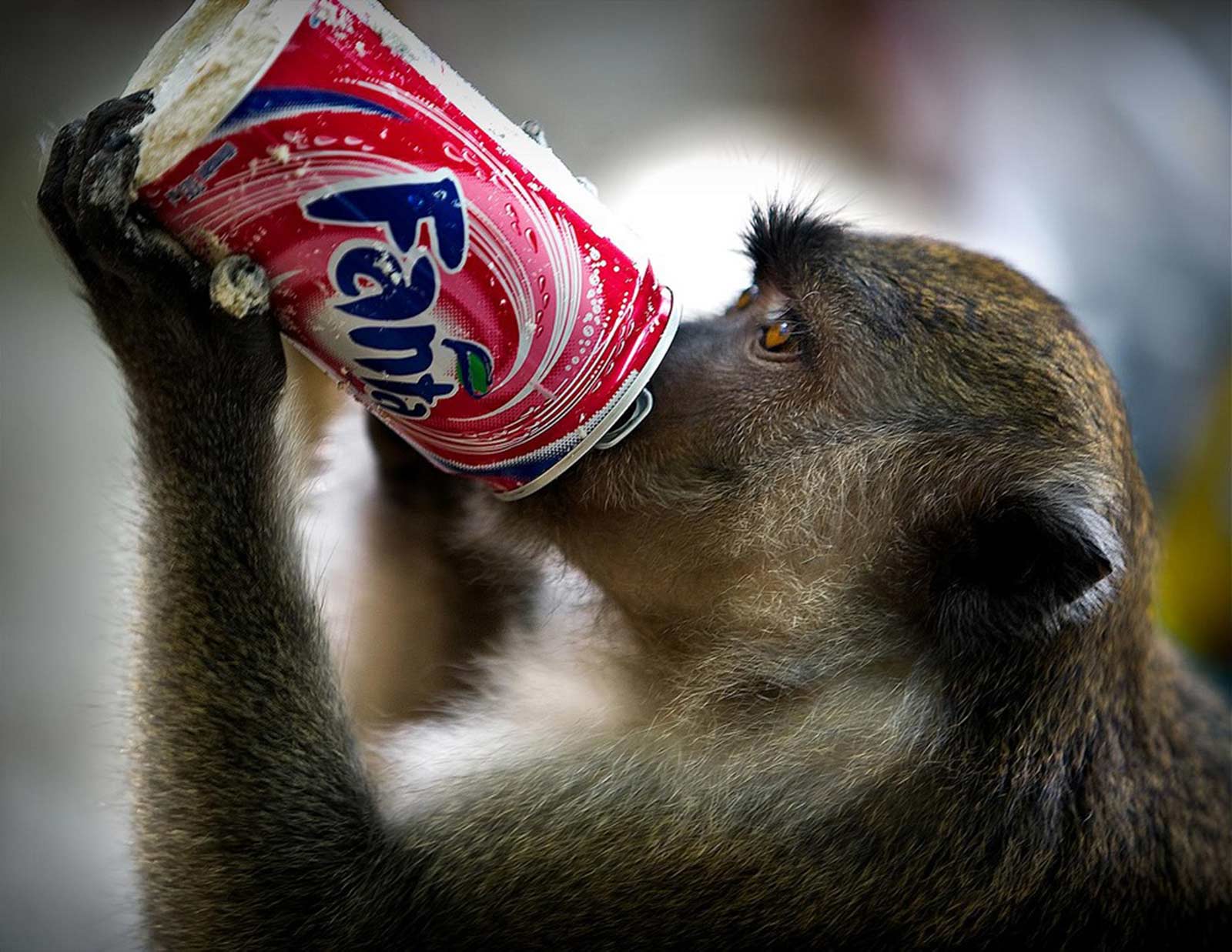 monkey-fizzy-drink