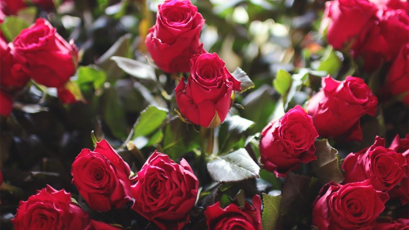 roses