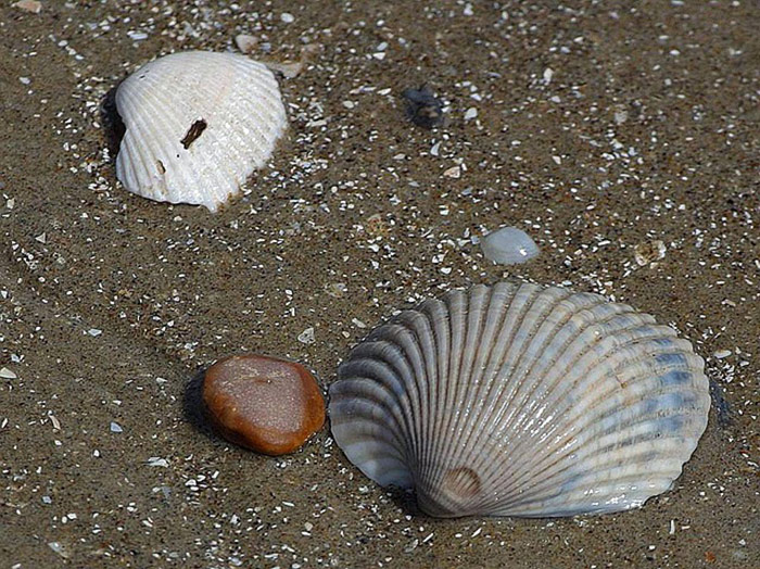 shells