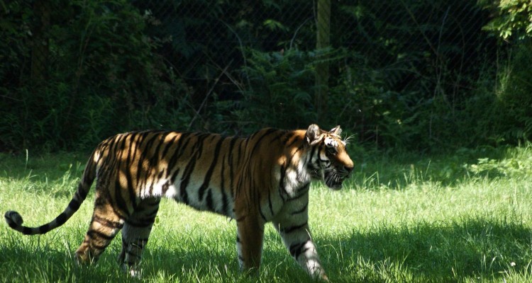 Woburn-Safari-Park