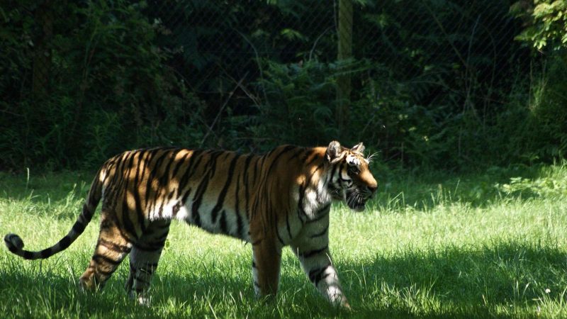 Woburn-Safari-Park