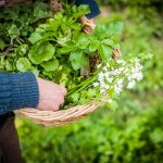 foraging