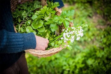 foraging