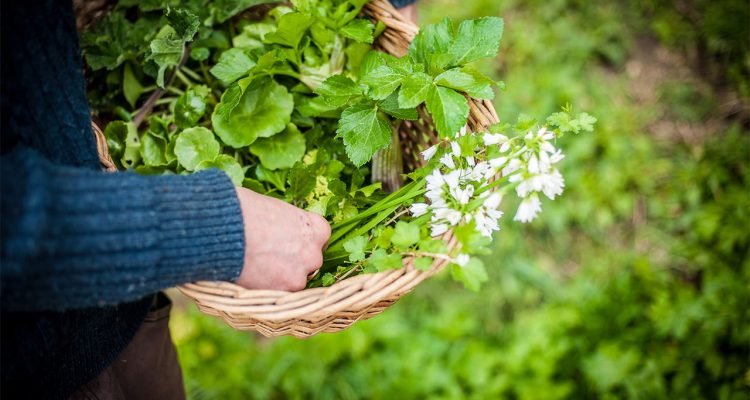 foraging