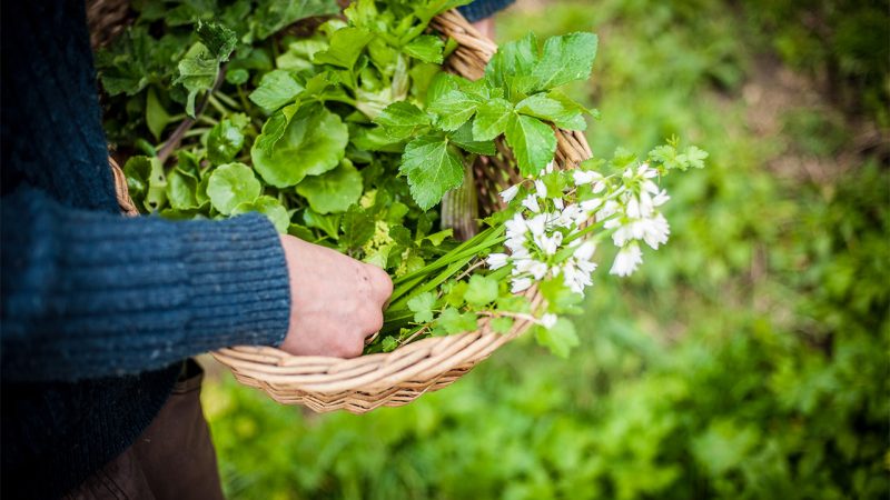 foraging