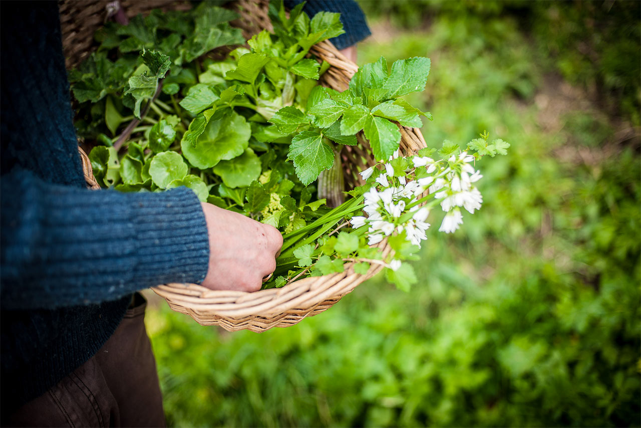 foraging