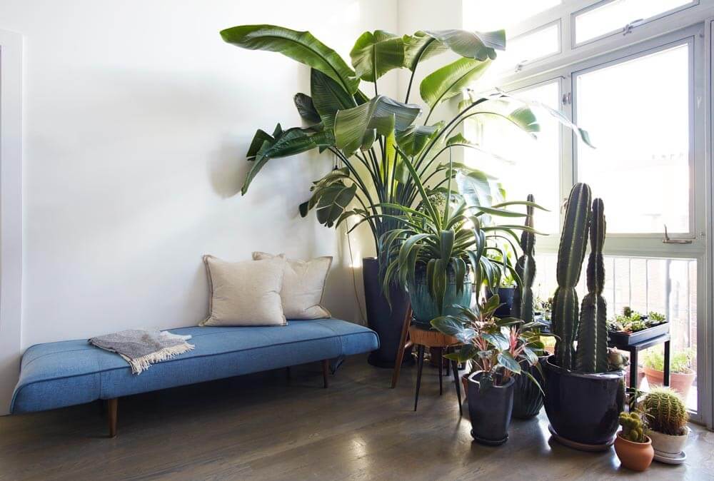 interior-design-ideas-plants