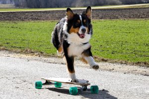 longboard-dog