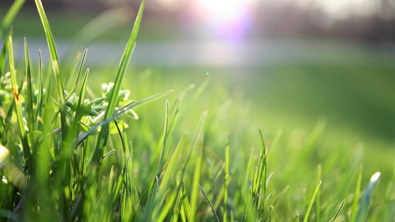 garden grass care