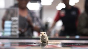 rodent-roulette