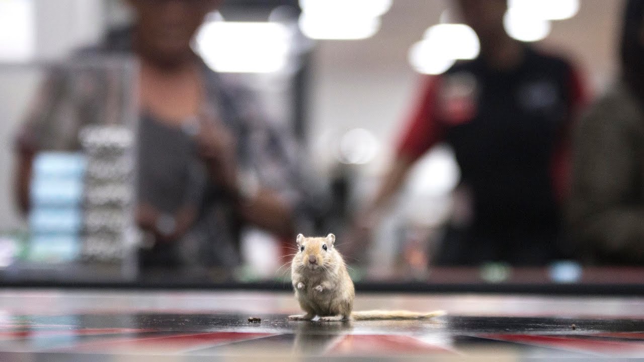 rodent-roulette