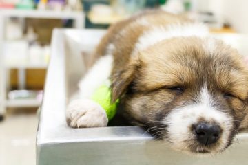 dog-parvovirus