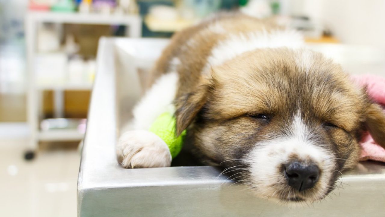 dog-parvovirus