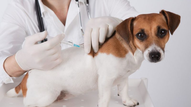dog-vet