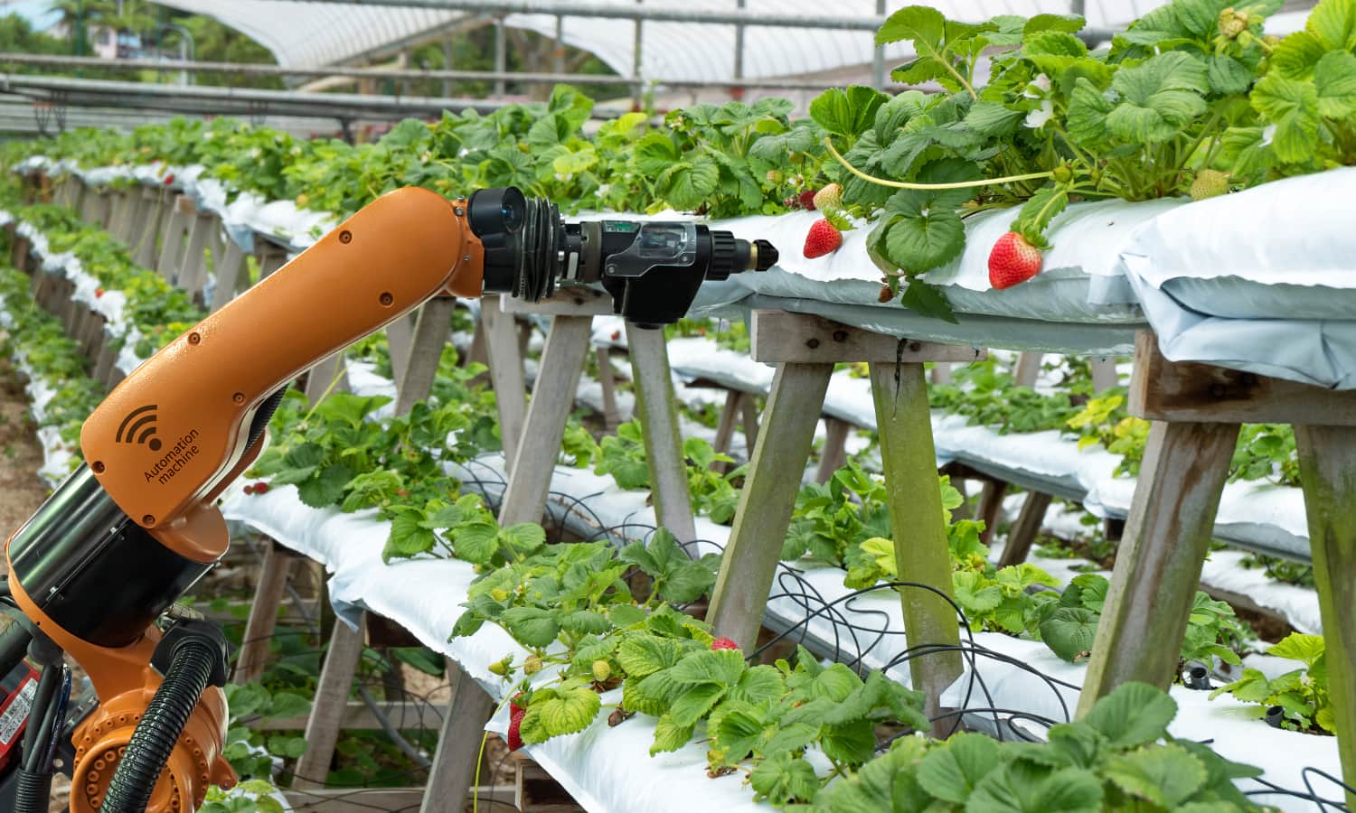 AI-The-Future-of-Food