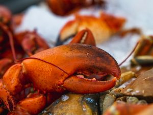 lobster