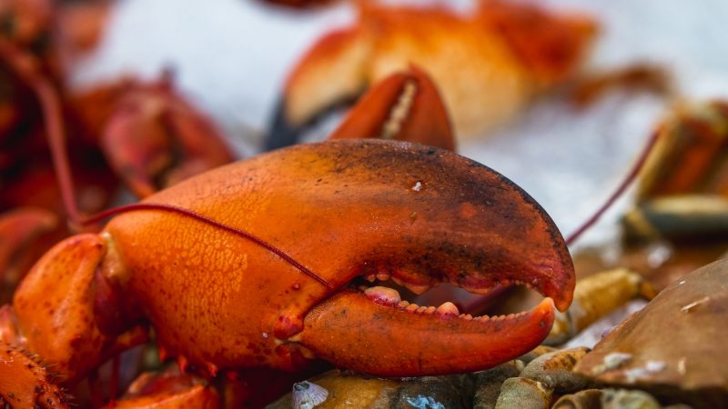 lobster
