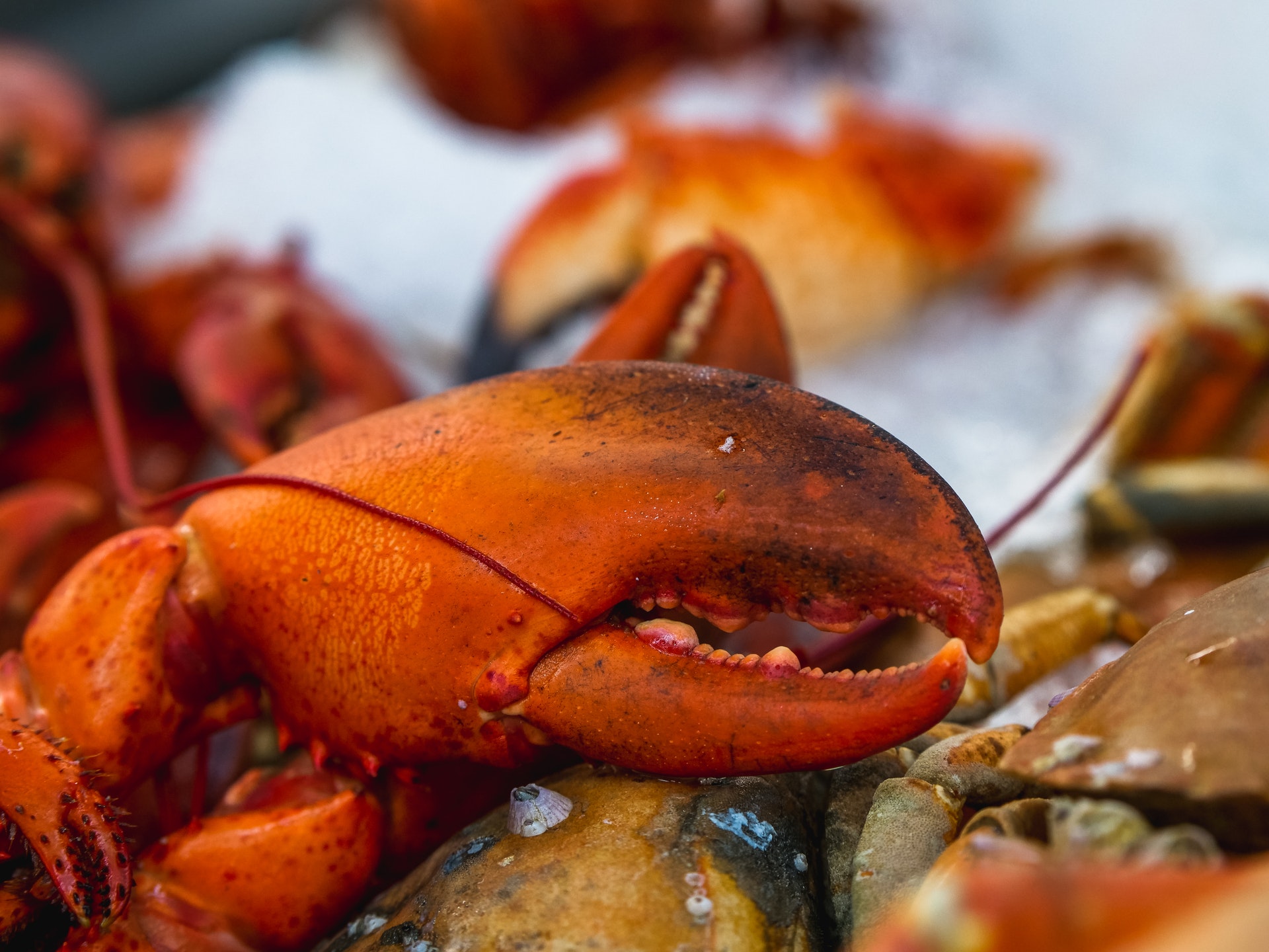 lobster