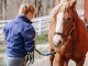 horses and children